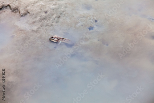 Close up view of real mud skipper by the shore © keongdagreat