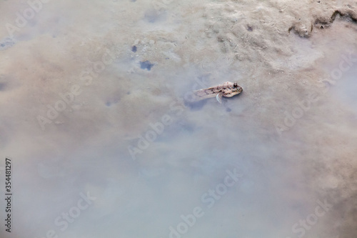 Close up view of real mud skipper by the shore