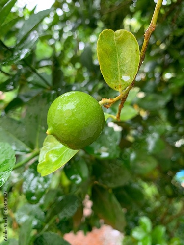 Wallpaper Mural lime on tree Torontodigital.ca