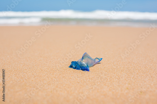 Blue bottle jellyfish on the sand with soft water wave