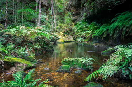 Tropical rainforest landscape with water and green ferns