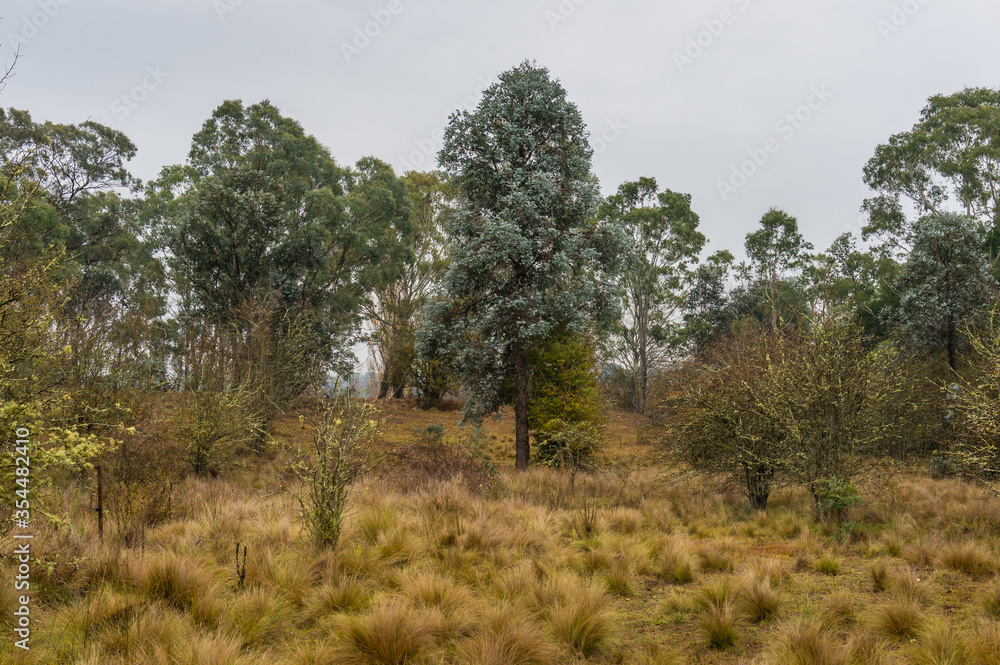 Eucalyptus forest landscape with silver-leaf stringybark or silver dollar tree