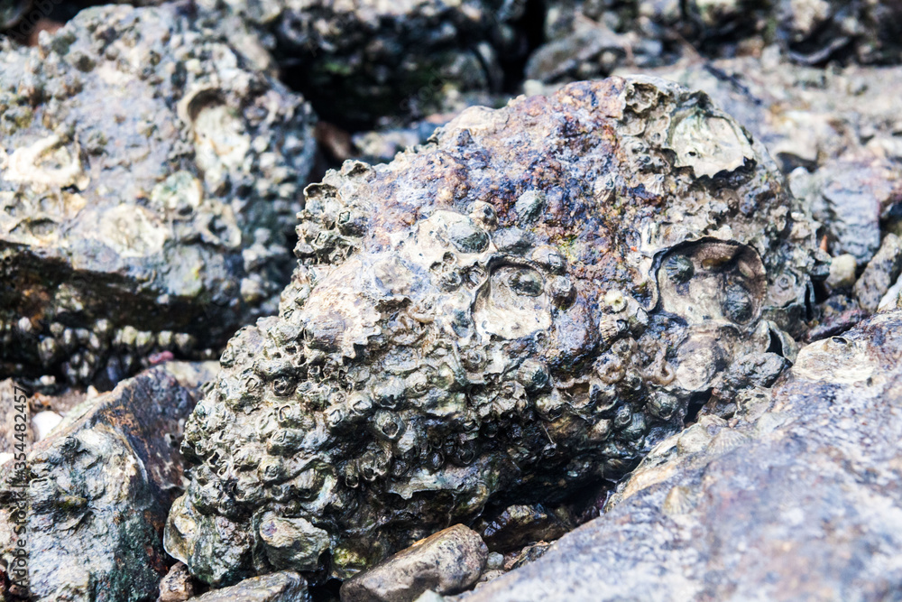 Close of view of real oyster on top muddy rock by the shore Close of view of real oyster on top muddy rock by the shore