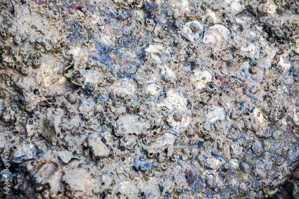Close of view of real oyster on top muddy rock by the shore Close of view of real oyster on top muddy rock by the shore