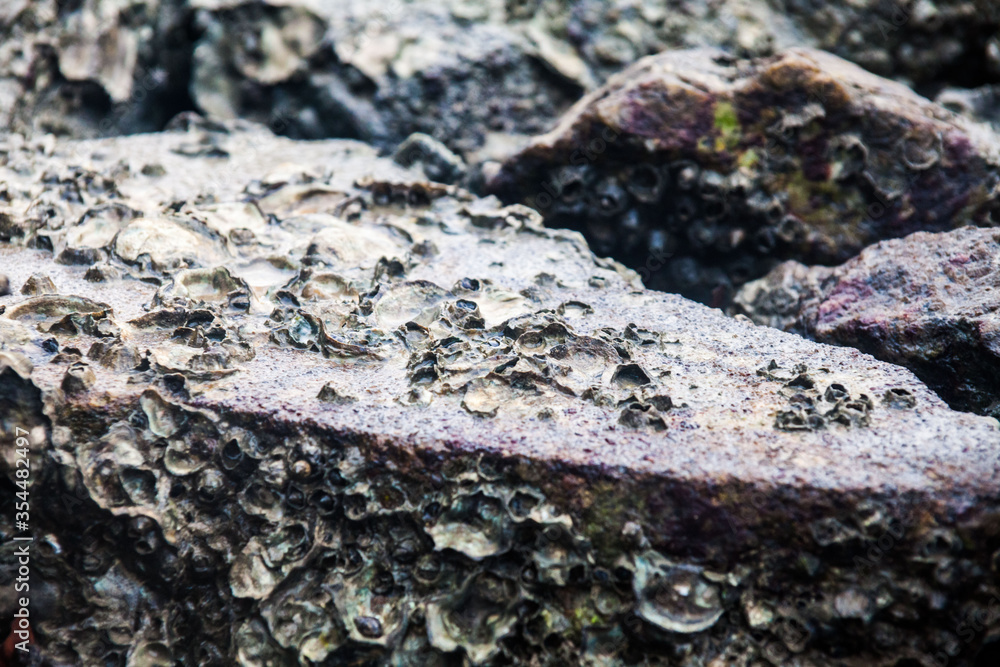 Close of view of real oyster on top muddy rock by the shore Close of view of real oyster on top muddy rock by the shore