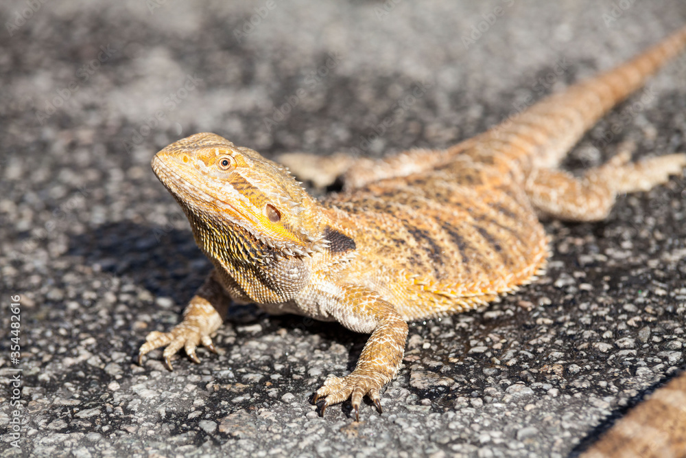 Real dragon lizard portrait view in close up with blur background Real dragon lizard portrait view in close up with blur background