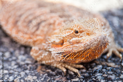 Real dragon lizard portrait view in close up with blur background