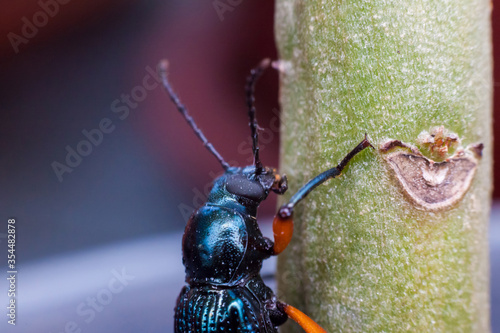 Real long horn weevil in close up view