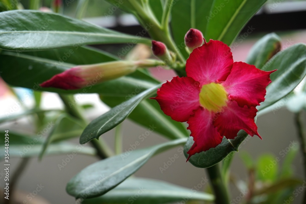 Close view of Red Adenium for home gardening
