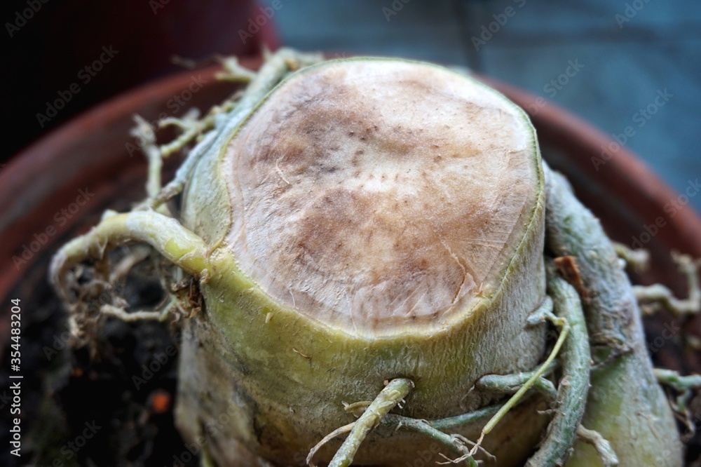 Close view of rotten root of Adenium plant Close view of rotten root of Adenium plant