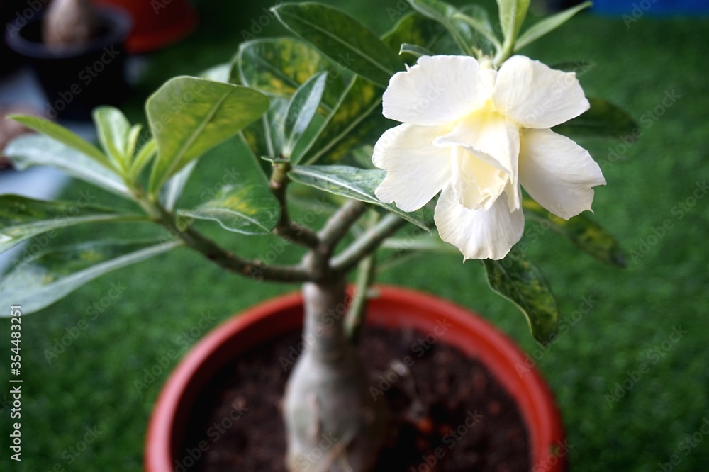 Close view of white yellow Adenium for home gardening Close view of white yellow Adenium for home gardening