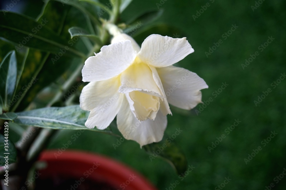 Obraz premium Close view of white yellow Adenium for home gardening