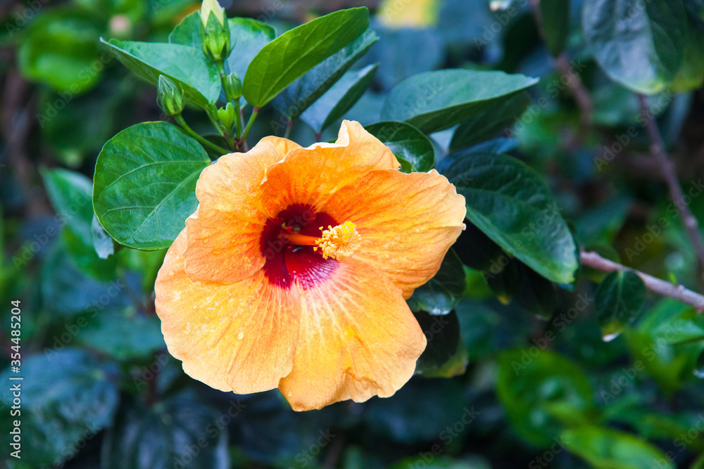 Hibiscus rosa sinensis or better known as Bunga Raya which is Malaysia National flower Hibiscus rosa sinensis or better known as Bunga Raya which is Malaysia National flower