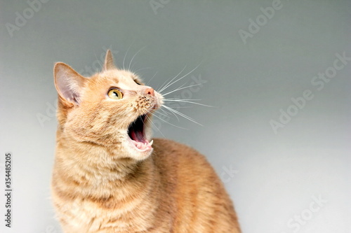 The surprised cat. The amazement of the cat. Open your mouth in surprise. An extreme degree of surprise. Frightened cat. Be in shock. Stupor.