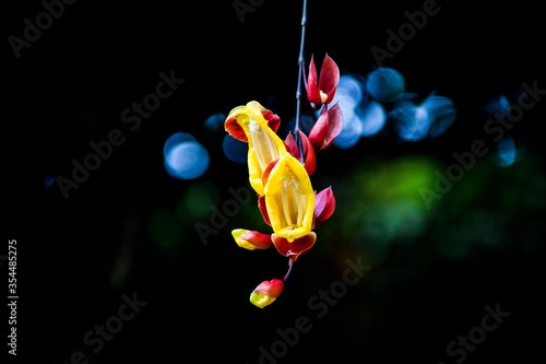 Mysire Vine or the scientific name Thunbergia mysorensis which family of Acanthceae which originated from southern tropical India in dark background photo