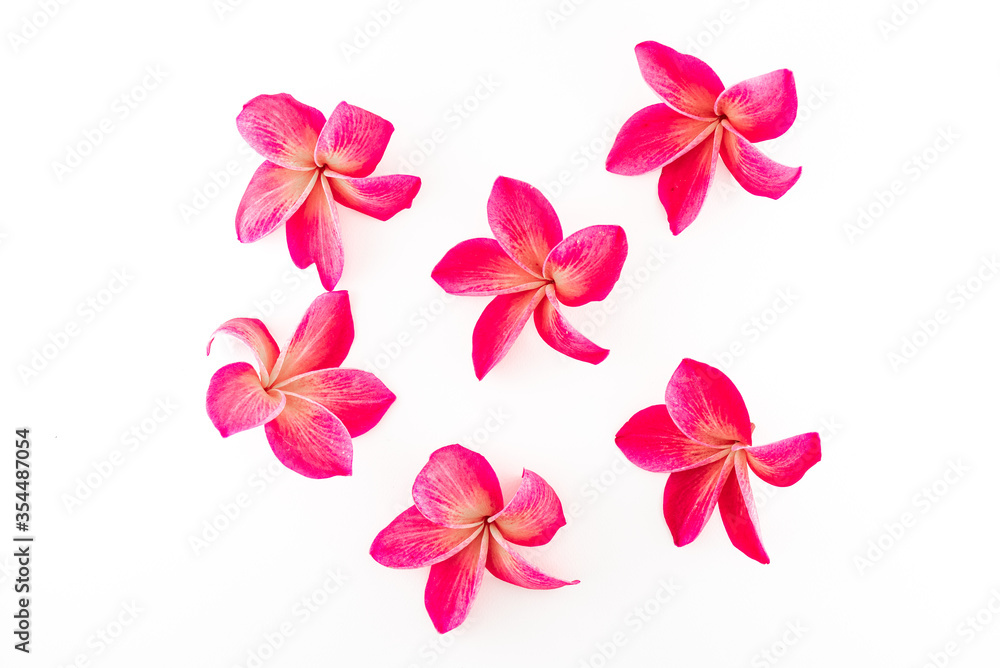 exotic frangipani flower on the white background
