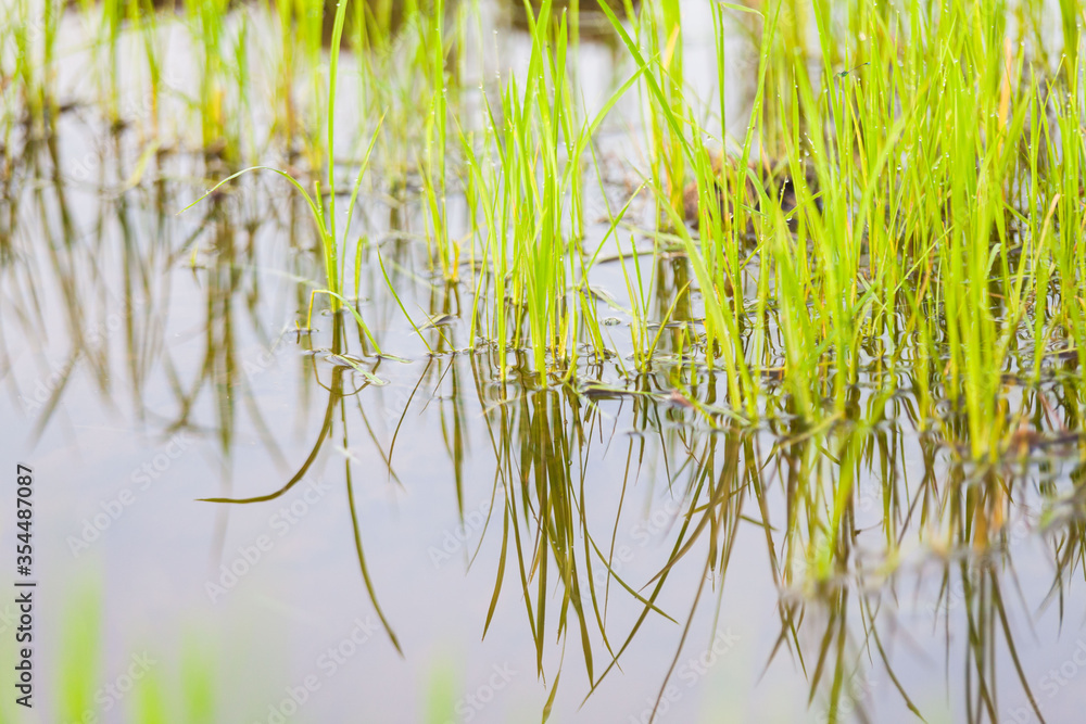 Fototapeta premium Green paddy plant reflection in close up