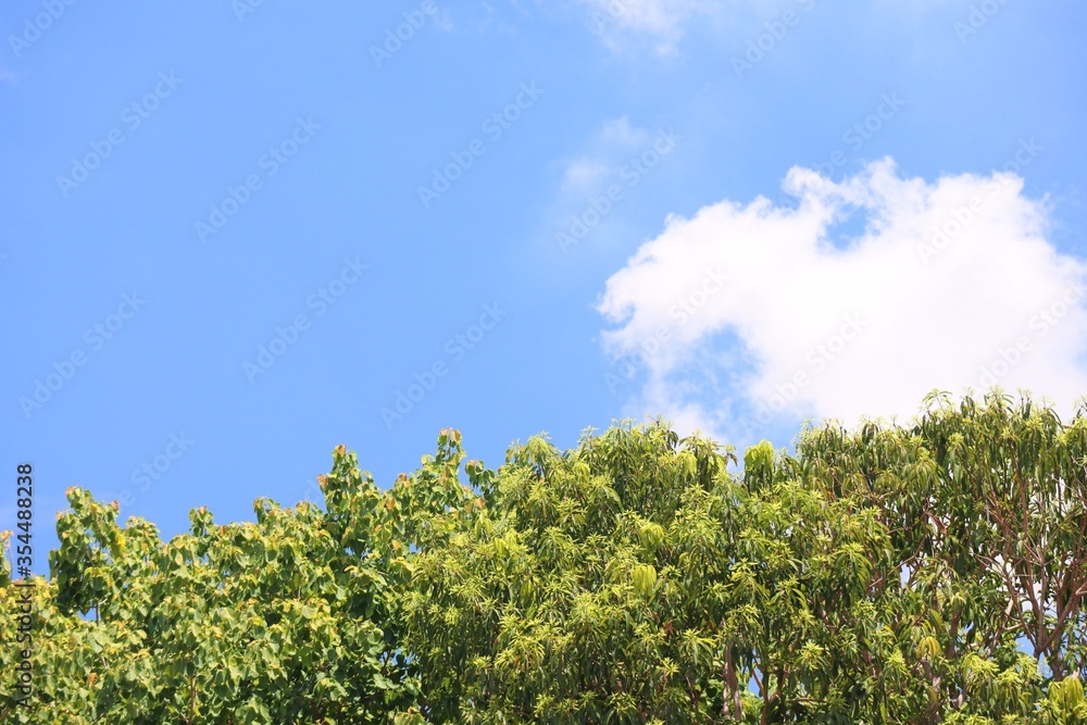 green tree and blue skyTree leaves green background morning sky Images for natural backgrounds green tree and blue skyTree leaves green background morning sky Images for natural backgrounds