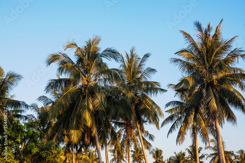 Fototapeta Naklejka Na Ścianę i Meble -  Isolated coconut tree view with blue background