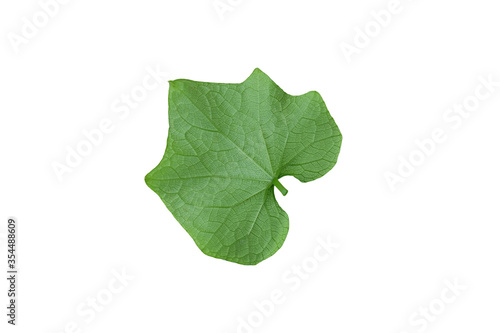 melothria pendula   creeping cucumber leaf isolated on white background