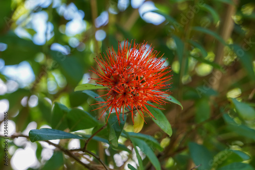 red and yellow flowers