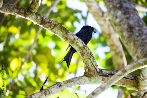 Real bird which called as Spangled Drongo view in close up in Penang Hill, Malaysia photo