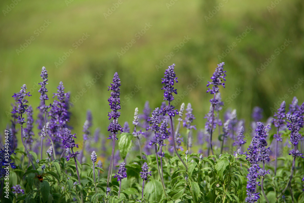 Naklejka premium lavender flowers in the garden