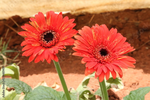 red gerbera flower