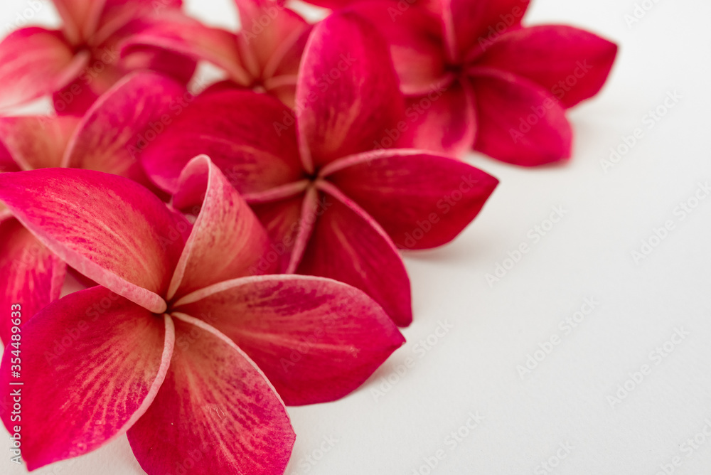 exotic frangipani flower on the white background