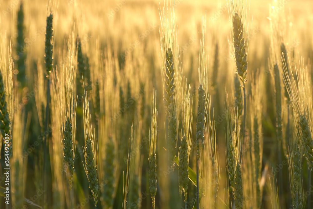 Obraz premium Young rye field and glowing golden sunset backlight bokeh background.