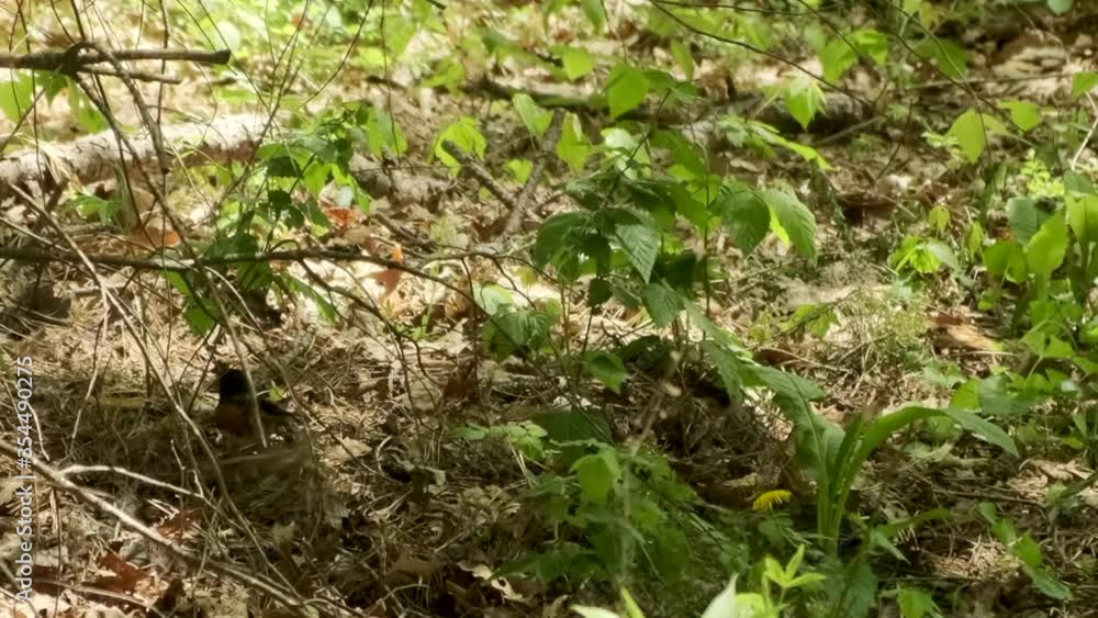 Single bird on ground kicking ground cover looking for food in green wooded forest, static close up Single bird on ground kicking ground cover looking for food in green wooded forest, static close up
