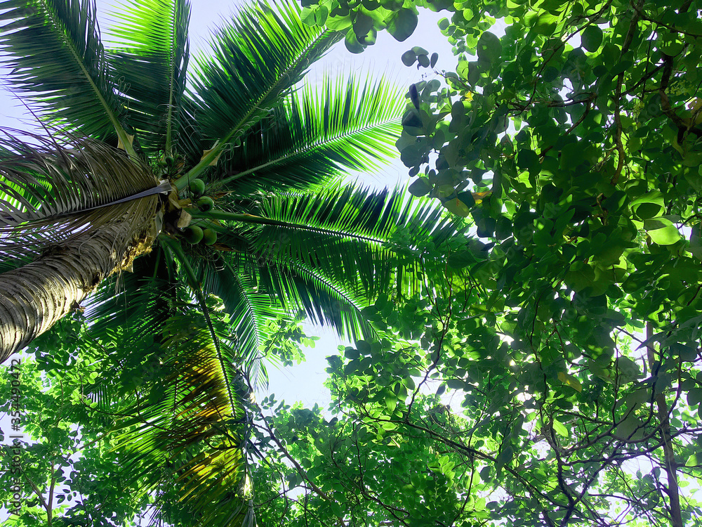 Fototapeta premium Green nature and beautiful nature and clear skies and beautiful green trees