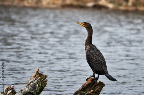 2020-06-01 A CORMORANT ON A LOG ON LAKE WASHINGTON WITH A SMALL WHITE FEATHER ON ITS NOSE