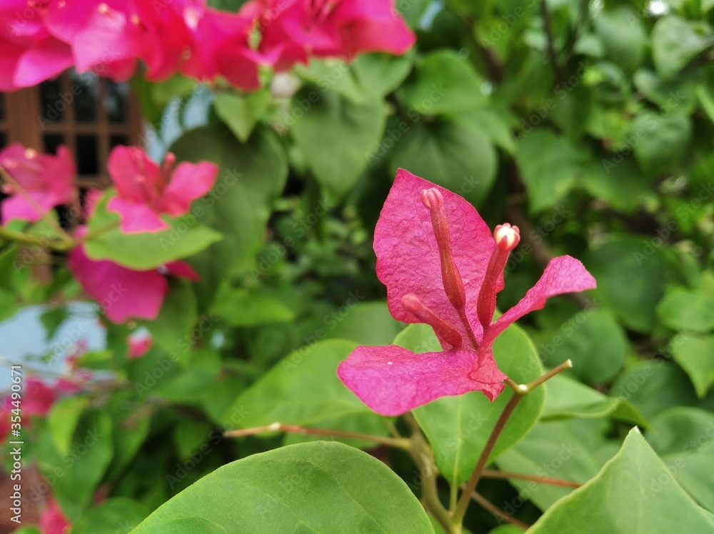 Red Bougenvile Flowers