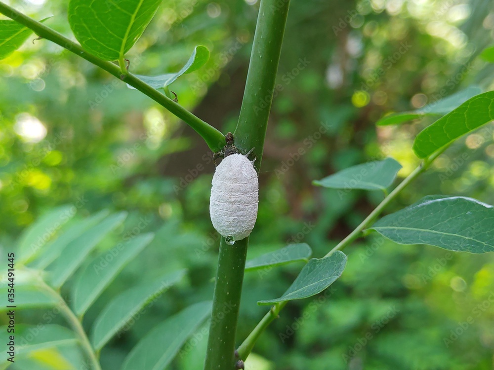 Insect on the tree.