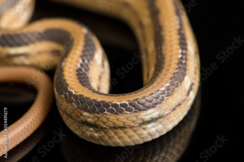 The radiated ratsnake, copperhead rat snake or copper-headed trinket snake (Coelognathus radiatus) is a nonvenomous species of colubrid snake isolated on black background photo