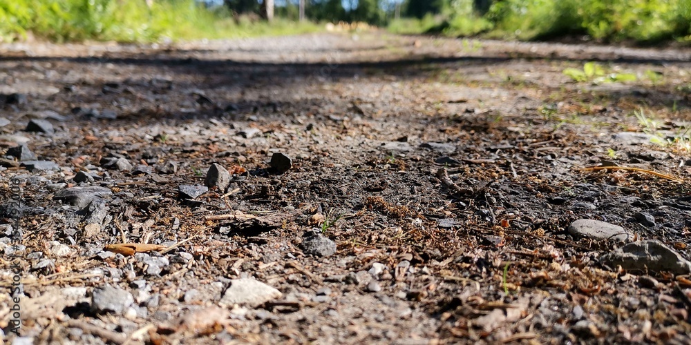 grass on the ground grass on the ground