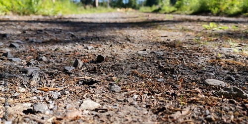 grass on the ground