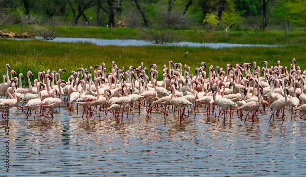Obraz premium Dance flamingos, Lake Bogoria, Kenya