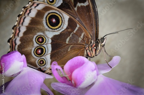 Closeup of a Northern Pearly-eye butterfly on a pink flower in Missouri photo