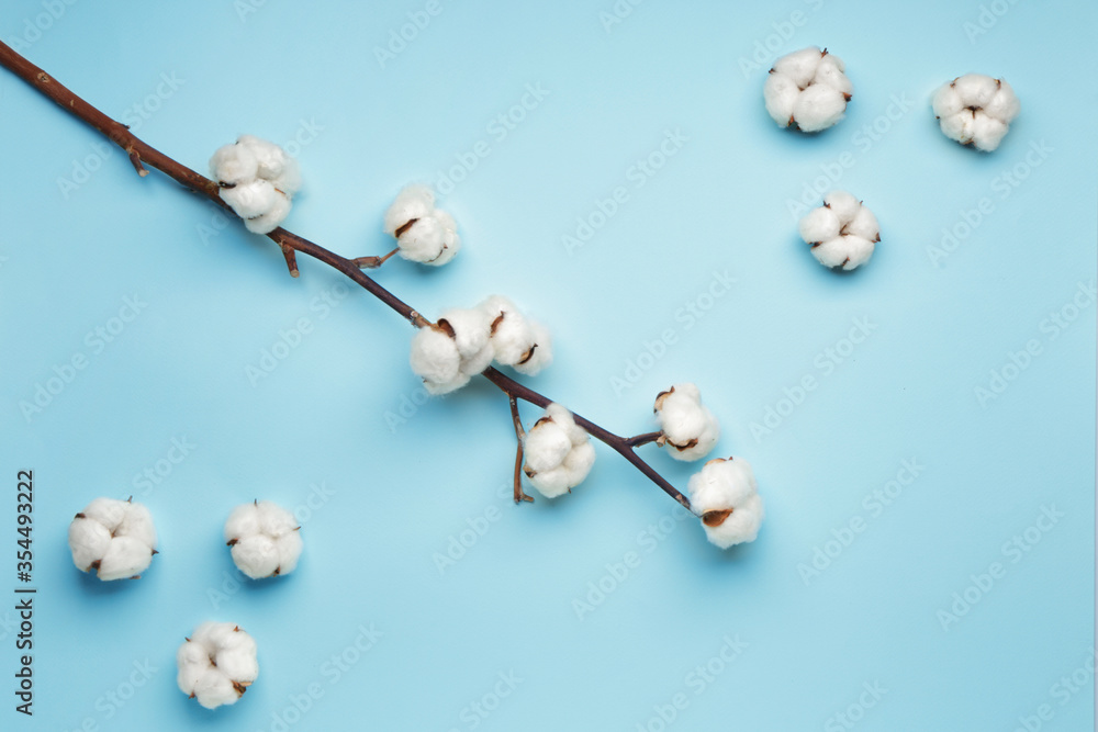 Obraz premium Beautiful cotton branch on color background