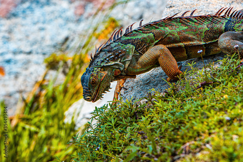 Iguana dragon. Iguana reptilian  exotic wild dragon.