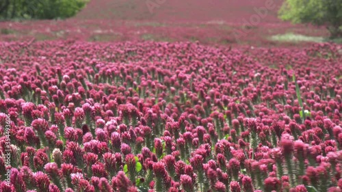 Wallpaper Mural Crimson clover Blooming field in Czechia. Trifolium incarnatum, known as  or Italian clover. family Fabaceae nitrogen lifter on the soil Torontodigital.ca