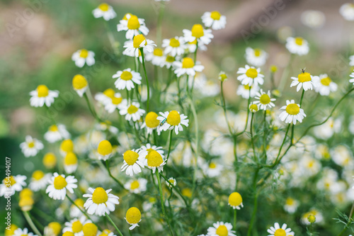 Blooming wild chamomile.Camomile Bush in the meadow. White flowers of chamomile medicinal. © Cherkasova Alie