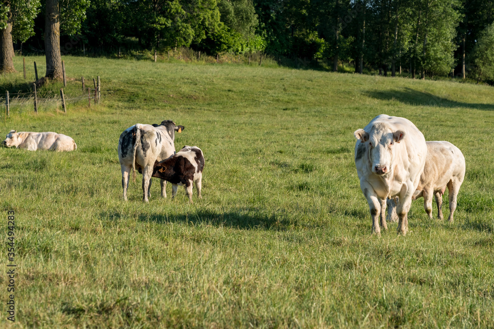 Fototapeta premium A lawn with cows