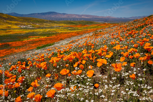 Fototapeta Antelope Valley California Poppy Reserve SNR Wildlife flower bloom