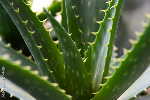 Fototapeta Naklejka Na Ścianę i Meble -  Aloe vera is tropical green plant, useful in traditional medicine