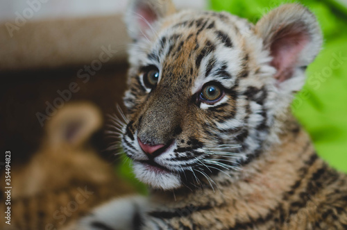 Close-up picture of a tiger cub face