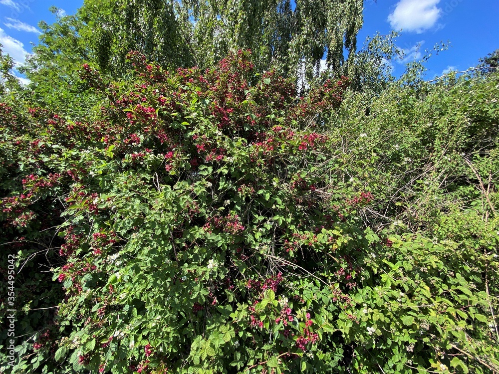 Fototapeta premium A Flowering red bush with green foliage in Keighley, Yorkshire, UK