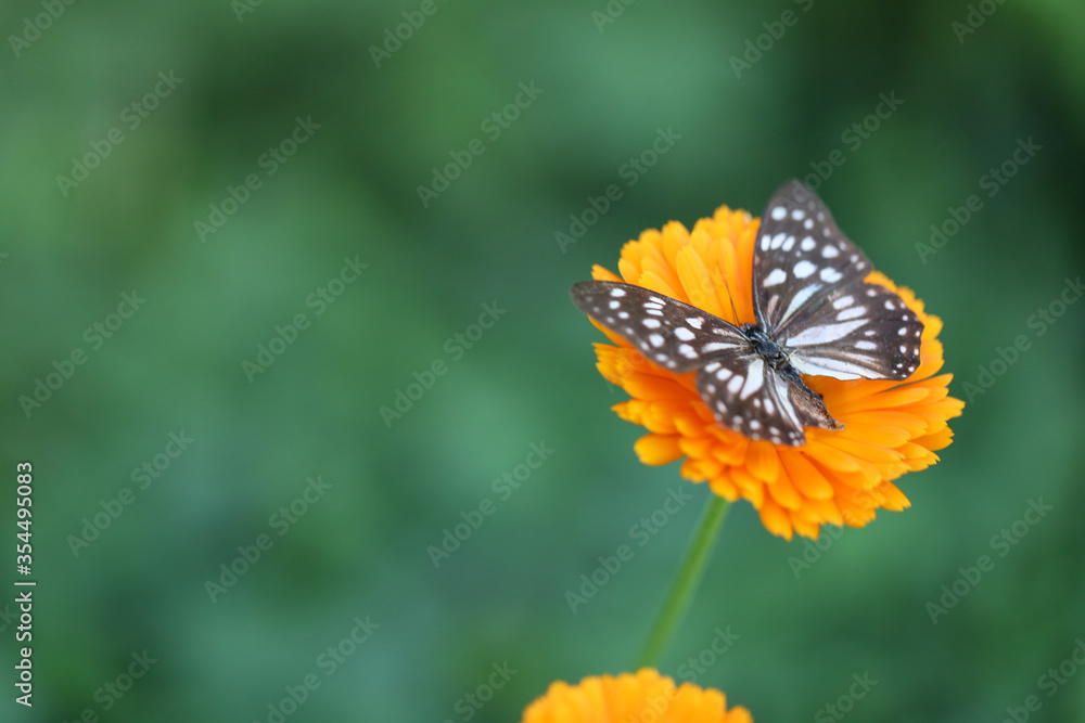 Butterfly on a calendula flower on green garden background. Butterfly on a calendula flower on green garden background.